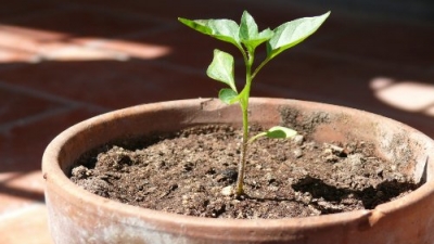 Chi semina raccoglie, soprattutto in campo immobiliare